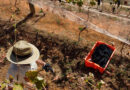 Sacramentos Vinifer: quando Minas Gerais engarrafa elegância