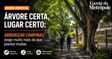 Arborização urbana em Campinas com árvores em área urbana da cidade