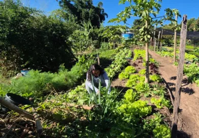 Produtores rurais da região de Campinas podem se inscrever em programa gratuito de inovação do Sebrae-SP