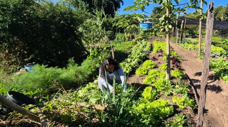 Produtores rurais da região de Campinas podem se inscrever em programa gratuito de inovação do Sebrae-SP