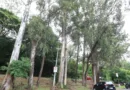 Campinas tem até 700 mil árvores. Como saber quais estão em risco?
