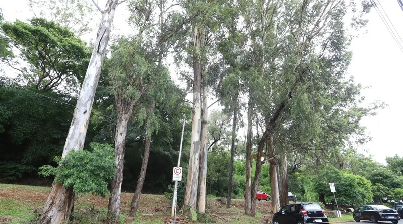 Campinas tem até 700 mil árvores. Como saber quais estão em risco?