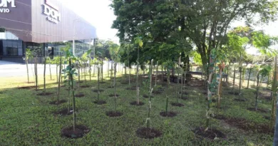 Microflorestas urbanas em Campinas na avenida Orosimbo Maia
