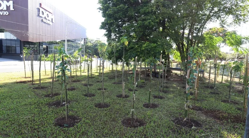 Microflorestas urbanas em Campinas na avenida Orosimbo Maia